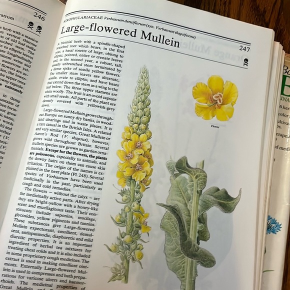 The illustrated book of herbs, their medicinal and culinary uses hard cover - Picture 9 of 14